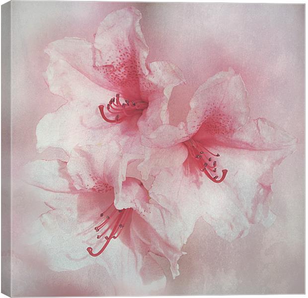 Floral Fragility Canvas Print by Jacqi Elmslie