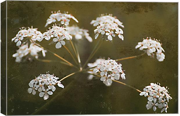 The Wild Side - Cow Parsley Canvas Print by Jacqi Elmslie