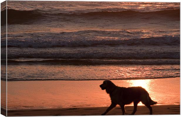 dog on beach Canvas Print by john williams