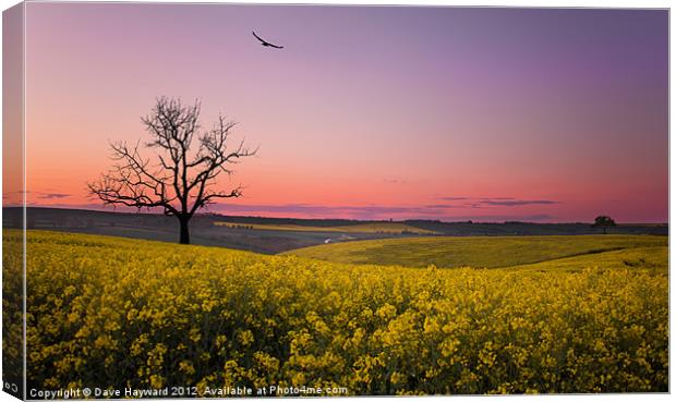 Two Trees Canvas Print by Dave Hayward