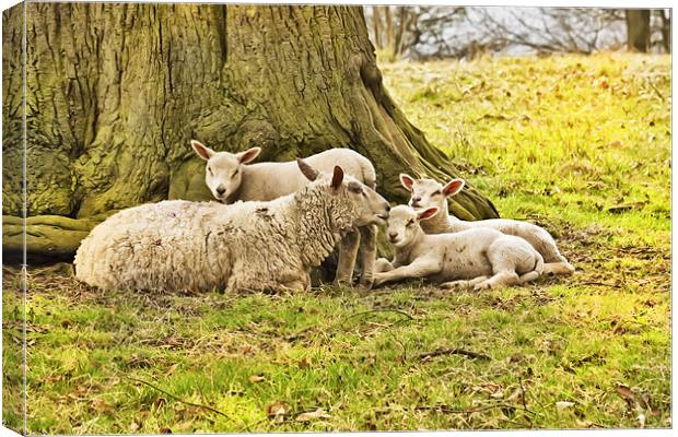 Spring Lambs Canvas Print by Jim kernan