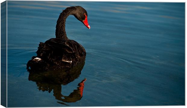 Black Swan Canvas Print by Alexander Mieszkowski