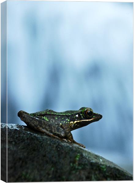 Rainforest Frog Canvas Print by Alexander Mieszkowski