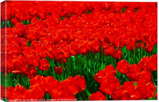 Red Tulip Fields Canvas Print by James Buckle