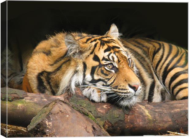 Resting Tiger Canvas Print by James Buckle