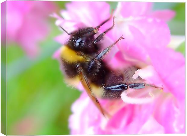 Bee On A Carnation Canvas Print by Christopher Humphrey