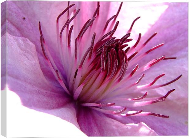 Clematis Canvas Print by Christopher Humphrey