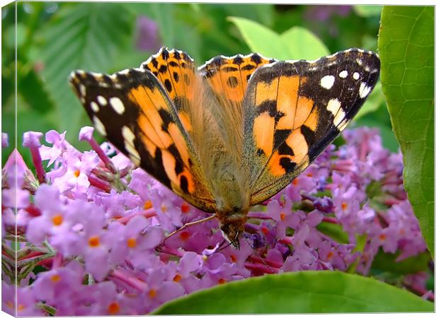 Painted Lady Canvas Print by Christopher Humphrey