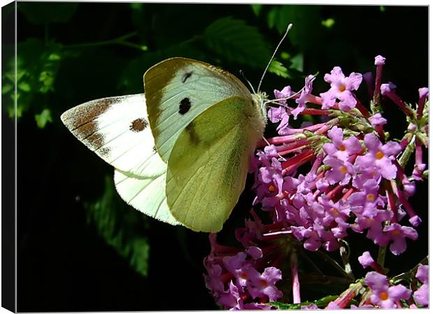 Cabbage Butterfly 1 Canvas Print by Christopher Humphrey