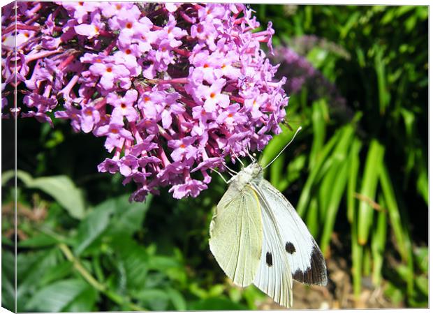 Cabbage Butterfly Canvas Print by Julie Humphrey