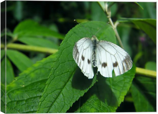 Cabbage Butterfly Canvas Print by Julie Humphrey