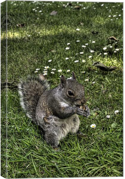 Squirrel Canvas Print by Jakobp Bolinder