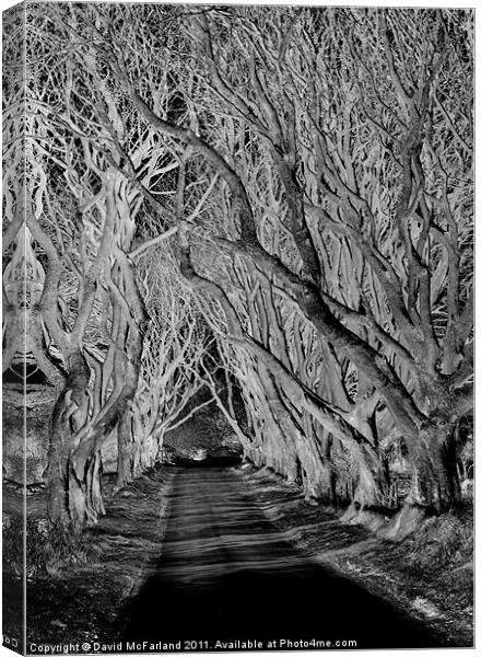 Spooky path Canvas Print by David McFarland