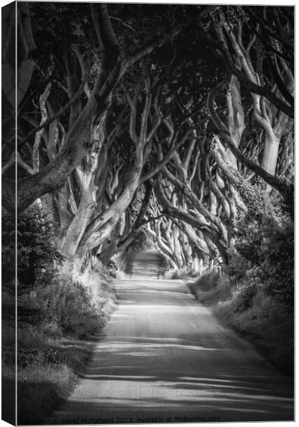 Enchanted Pathway under the Dark Hedges Canvas Print by David McFarland