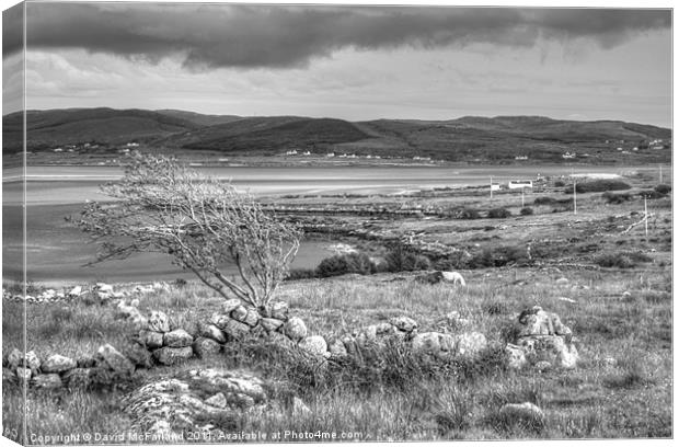 Windswept Donegal Canvas Print by David McFarland
