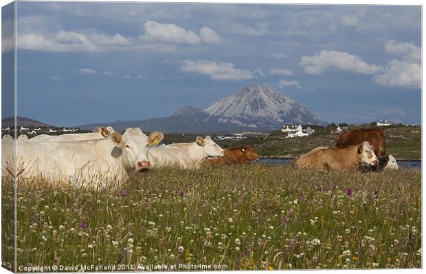 Lie down in green pastures in Donegal Canvas Print by David McFarland