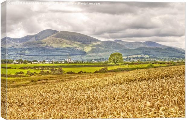 Harvesting Gold in the Mournes Canvas Print by David McFarland