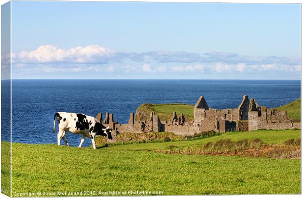Cliff-top grazing at Portrush Canvas Print by David McFarland