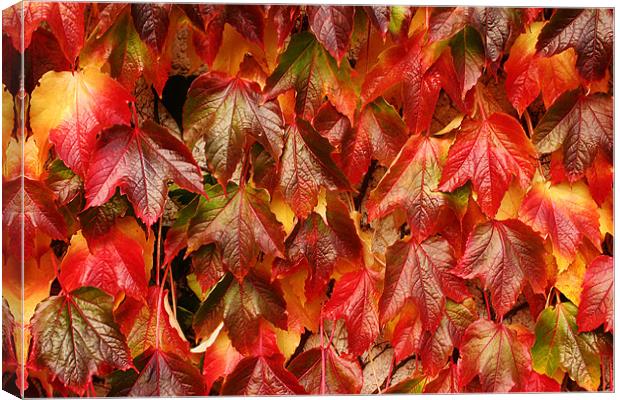 Coat of many colours Canvas Print by David McFarland