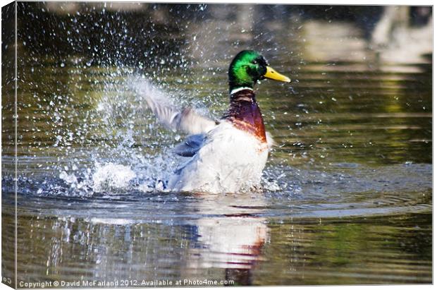 Male Mallard Canvas Print by David McFarland