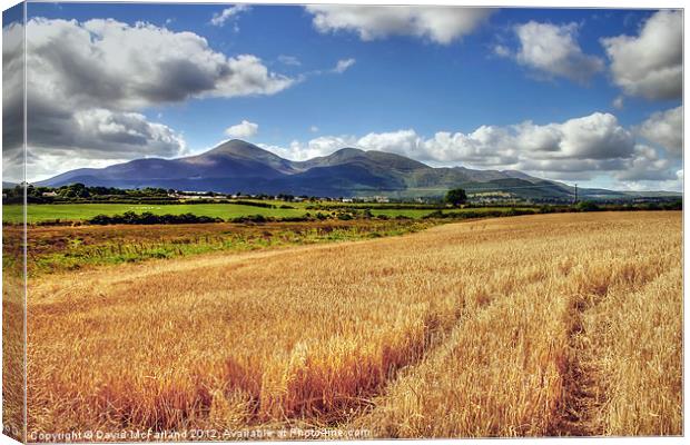 There's gold in them mountains Canvas Print by David McFarland