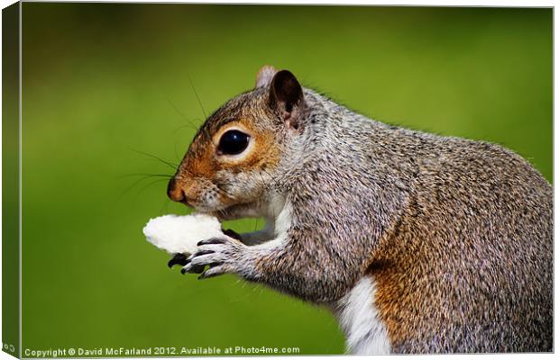 Stop! Thief! Canvas Print by David McFarland