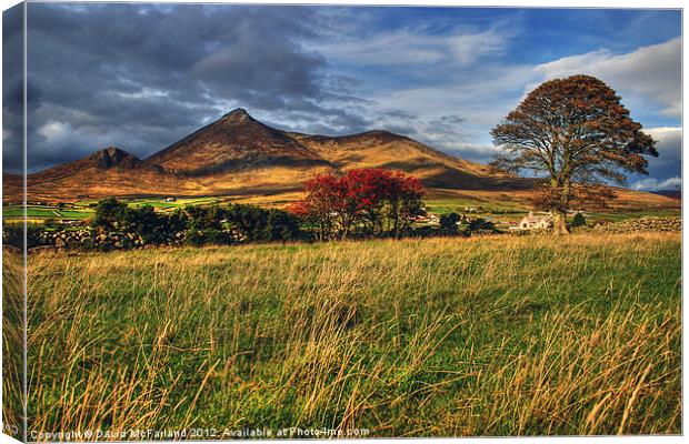 Autumn in the Mournes Canvas Print by David McFarland