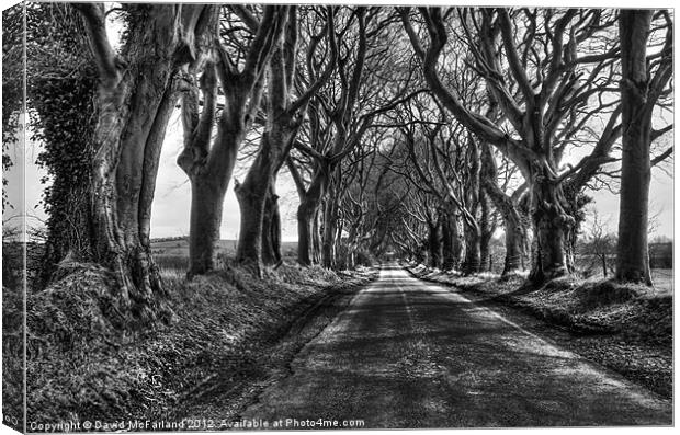 Light in the Dark Hedges Canvas Print by David McFarland
