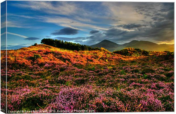 Blooming heather in the Mournes Canvas Print by David McFarland