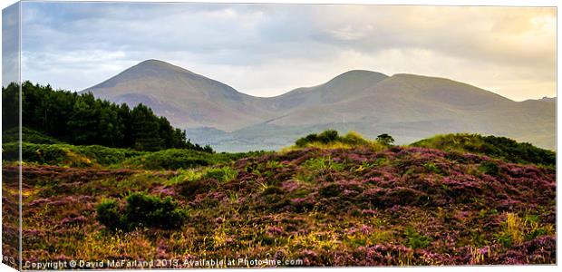 Mourne Mountain heather Canvas Print by David McFarland