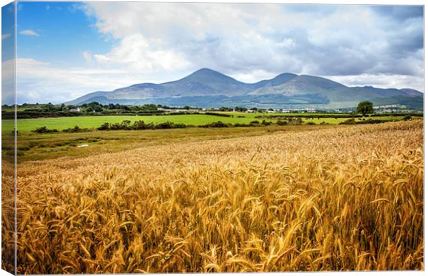 Mournes in harvest time Canvas Print by David McFarland