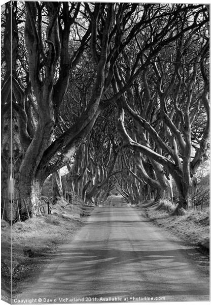 Dark Hedges, County Antrim Canvas Print by David McFarland