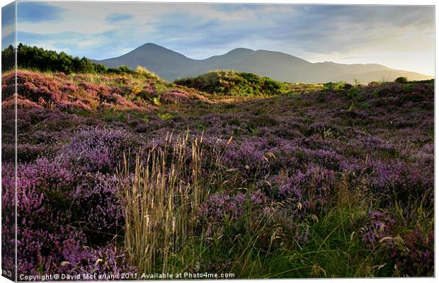 Mournes heather Canvas Print by David McFarland