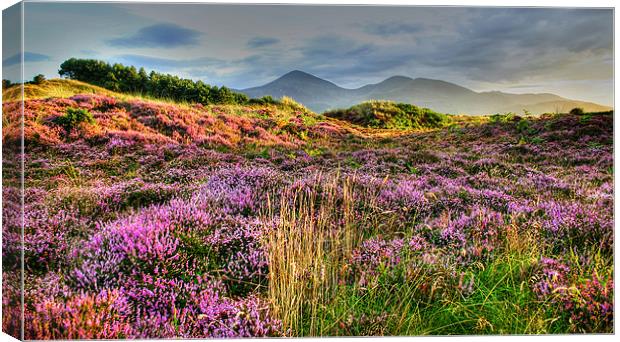 Evening in Mountains of Mourne Canvas Print by David McFarland