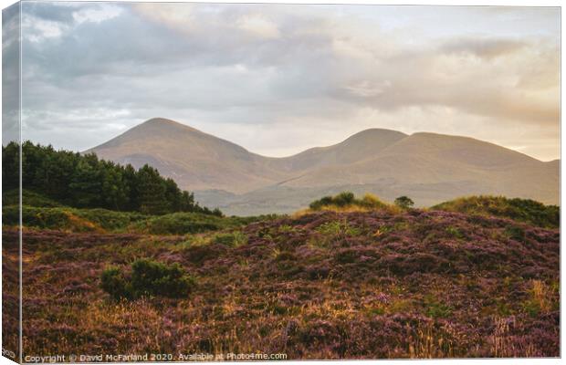 Evening falls on the Mournes Canvas Print by David McFarland