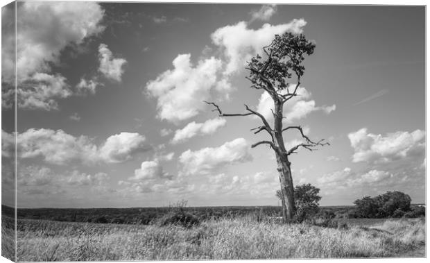 Lone Tree Canvas Print by Rob Camp