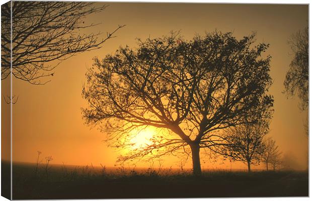 FOGGY FIELD Canvas Print by Martin Parkinson