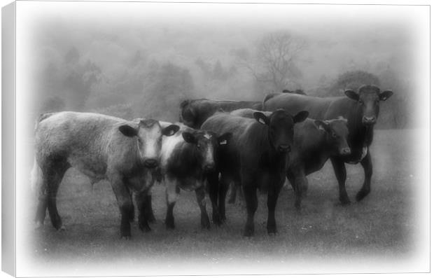 COWdenBEEF team photo Canvas Print by Martin Parkinson