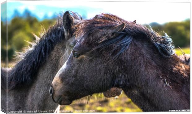 A close up of a horse Canvas Print by mirsad ibisevic