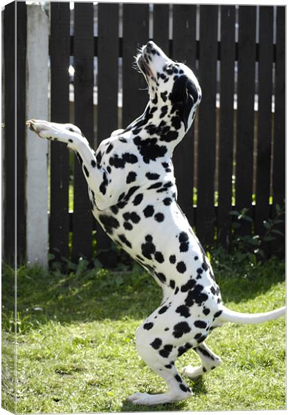 Daisy the Dalmation (Begging) Canvas Print by j Broomfield