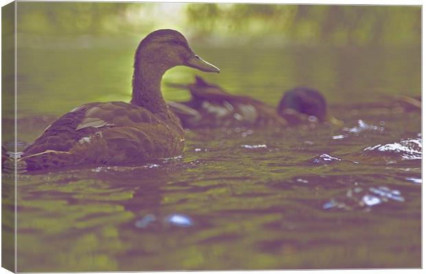 Ducks are Swimming Canvas Print by Ian Eve