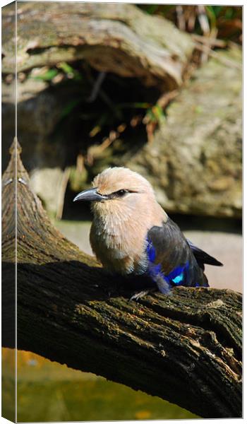 Blue-bellied Rollers Canvas Print by Dave Buckle