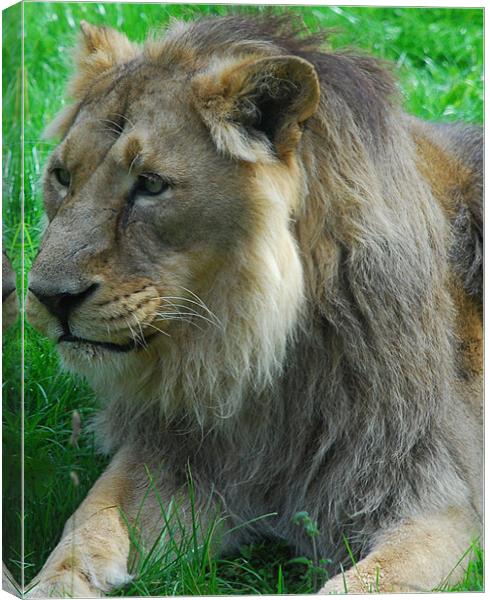 Lion Canvas Print by Dave Buckle
