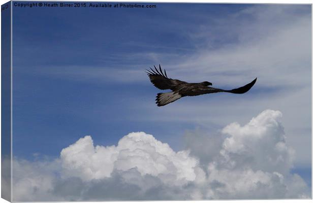  Flying Free as a Bird Canvas Print by Heath Birrer