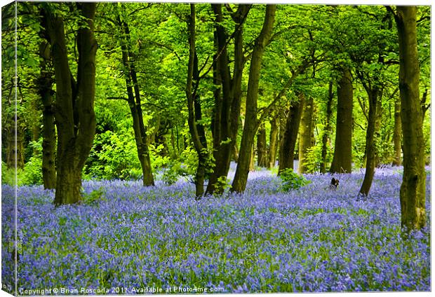 Bluebell Woods Canvas Print by Brian Roscorla