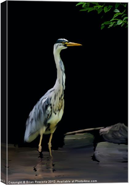 The Heron Canvas Print by Brian Roscorla