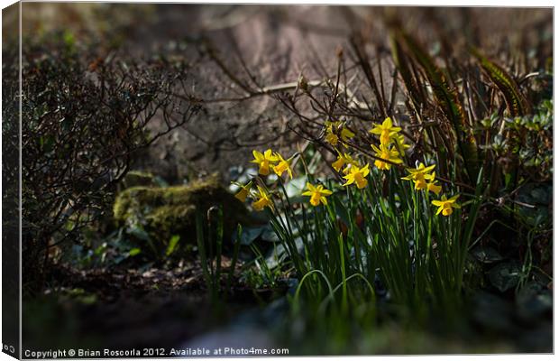 Spring Daffodils Canvas Print by Brian Roscorla