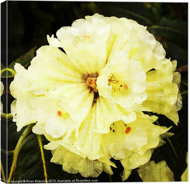 White Rhododendrons Canvas Print by Brian Roscorla