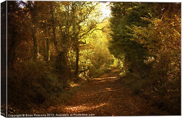 Path of Leaves Canvas Print by Brian Roscorla