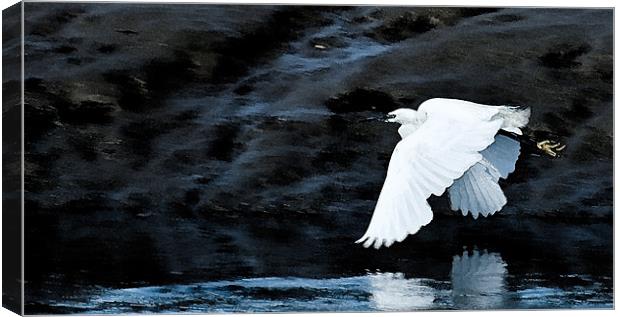 Egret in Flight Canvas Print by Brian Roscorla